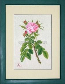 Hoa hồng gai - FL-045